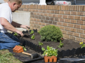 Commercial Landscaping