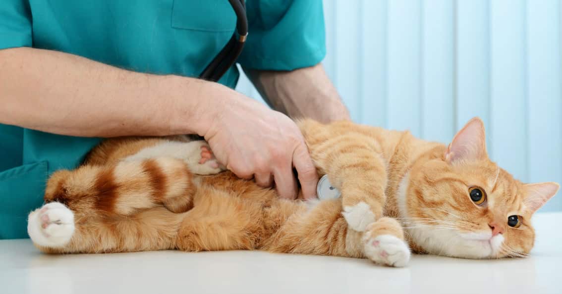 animal dermatology clinic in Dunwoody GA