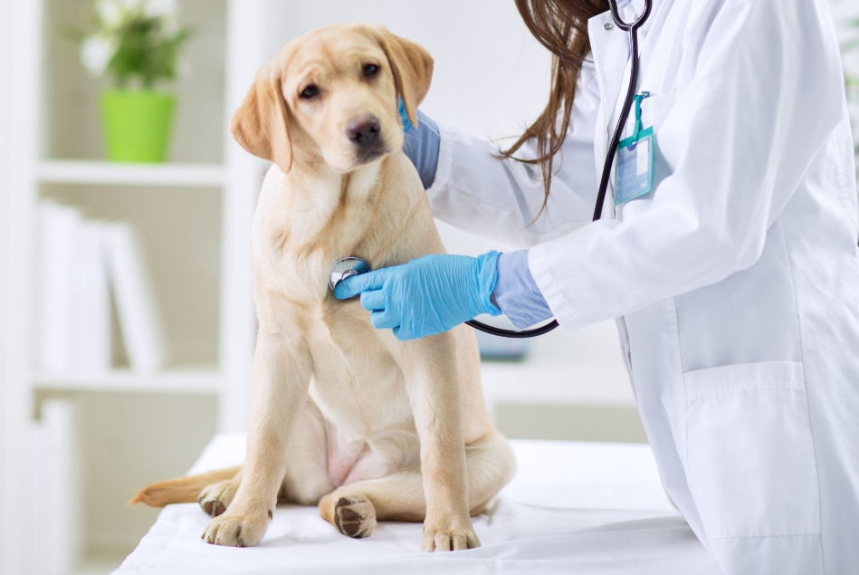 Animal Hospital of Dunwoody